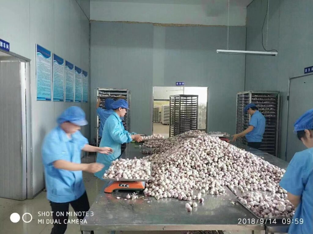 load fresh garlic on trays