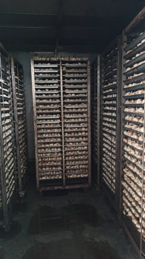 fresh garlic in black garlic machine start to ferment