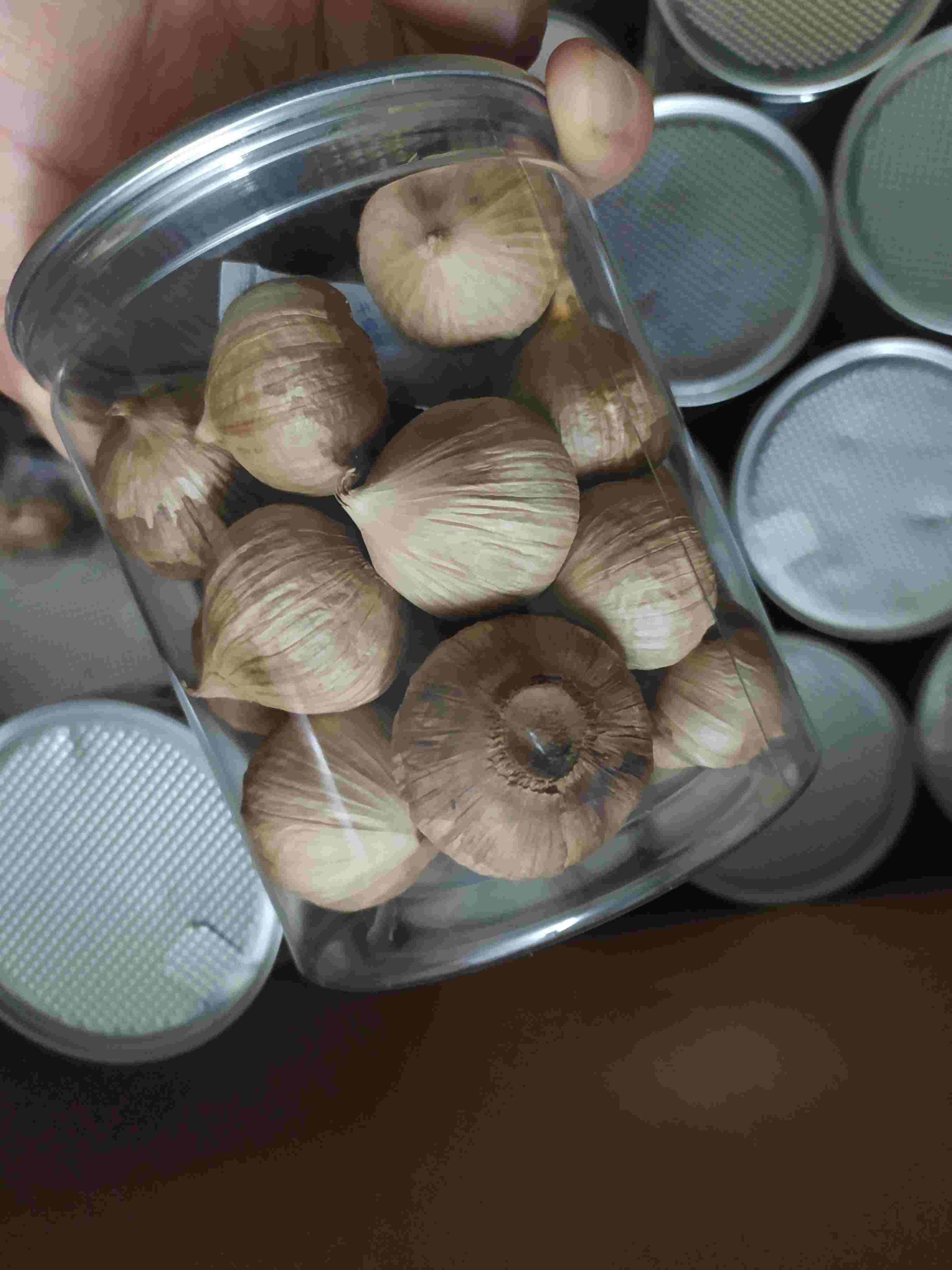 soloblackgarlic in can